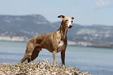 WHIPPET 032